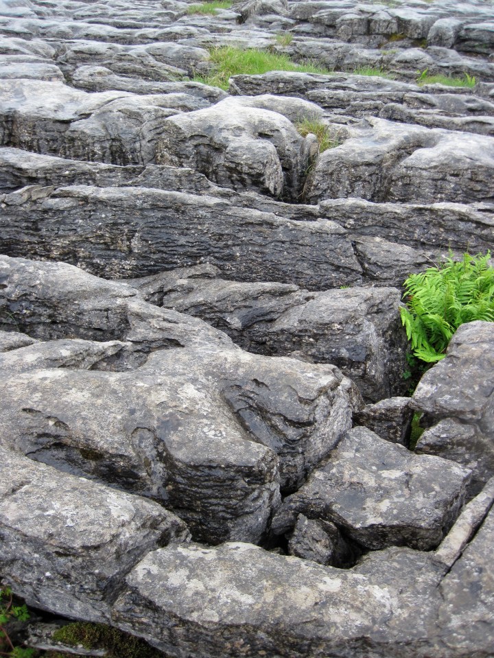 Limestone Pavement_5