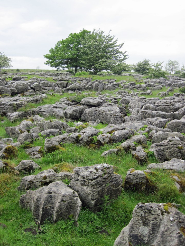 Limestone Pavement_3