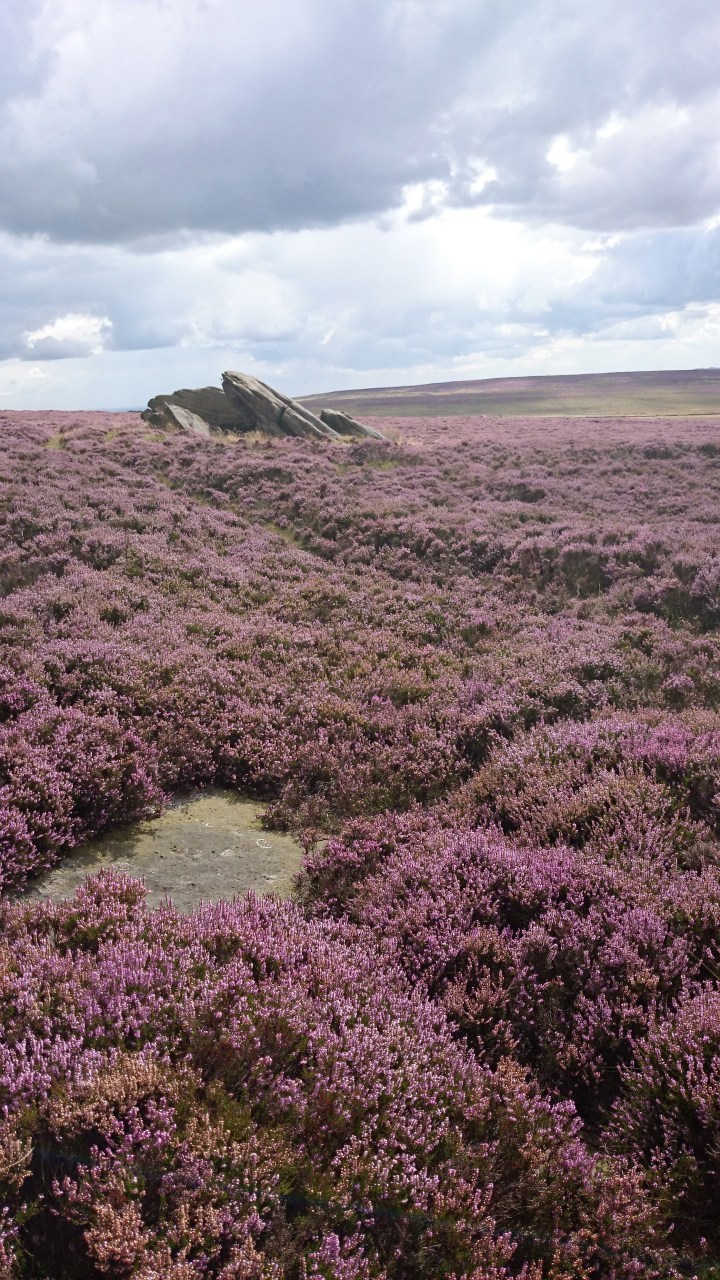 Flowering heather on the edge of the Burbage Valley